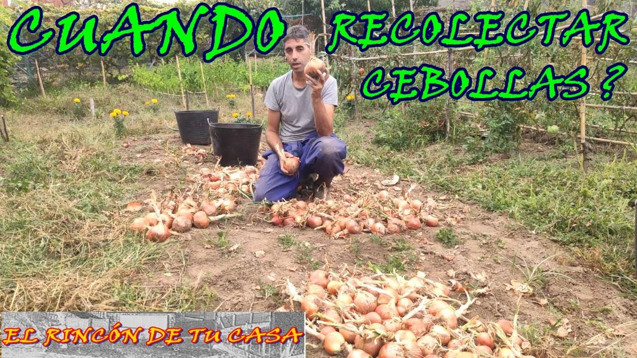 CUANDO debemos COSECHAR las CEBOLLAS