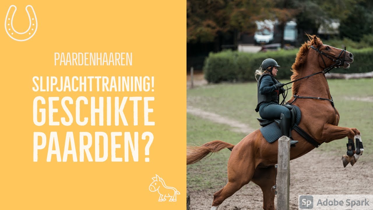 Kenny & Higgins GESCHIKTE JACHTPAARDEN? #4