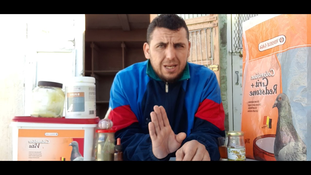 كيفية التعامل مع الحمام من بداية التفريخ إلى يوم السباق( الجزء الاول )