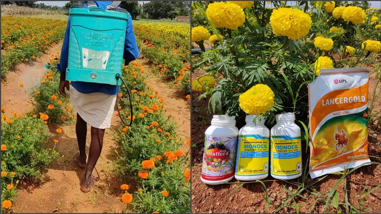High Yield Spray for Flowers | How to Increase Yield in Orange,Yellow Marigold|Marigold Cultivation