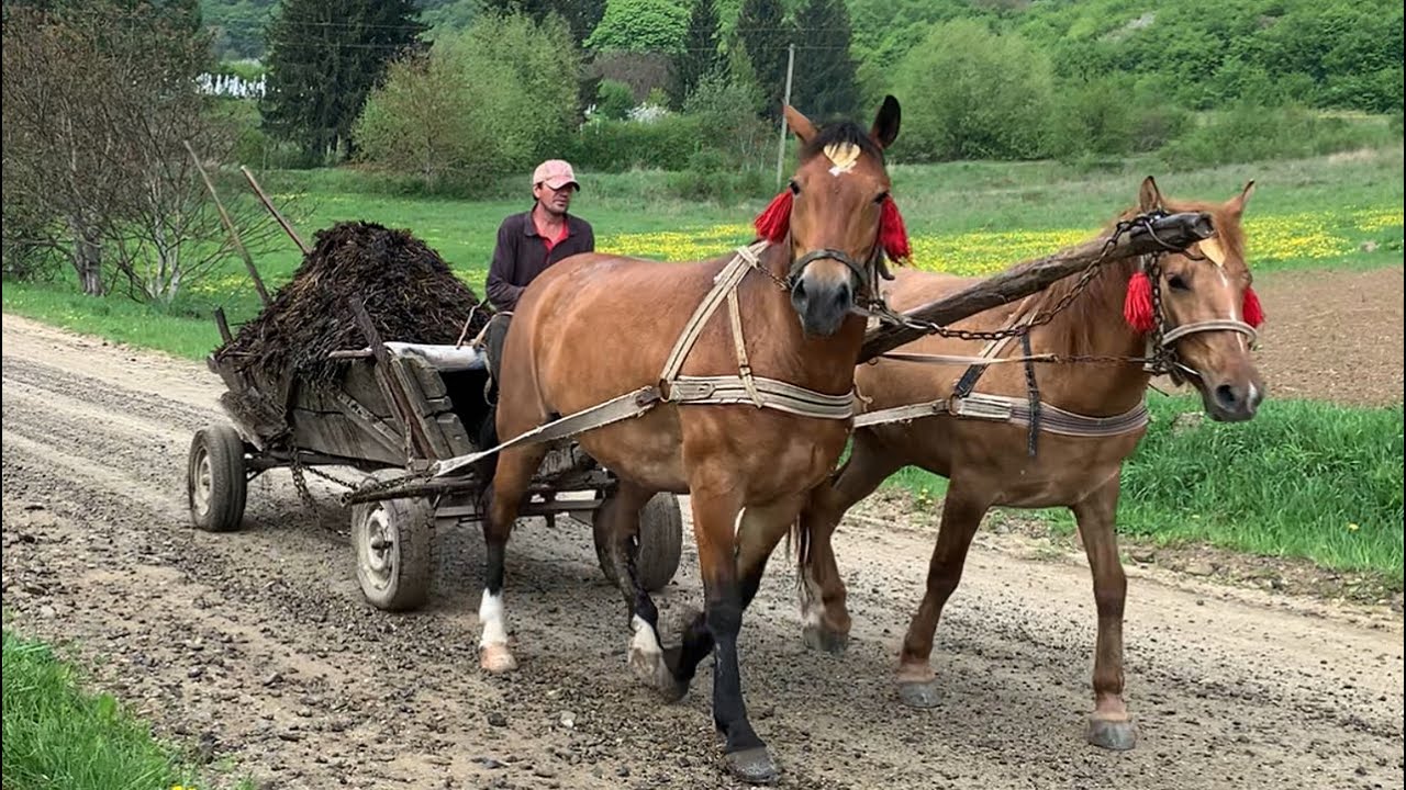 Life in a Mountain Village: Farming with Horses and Nature's Beauty