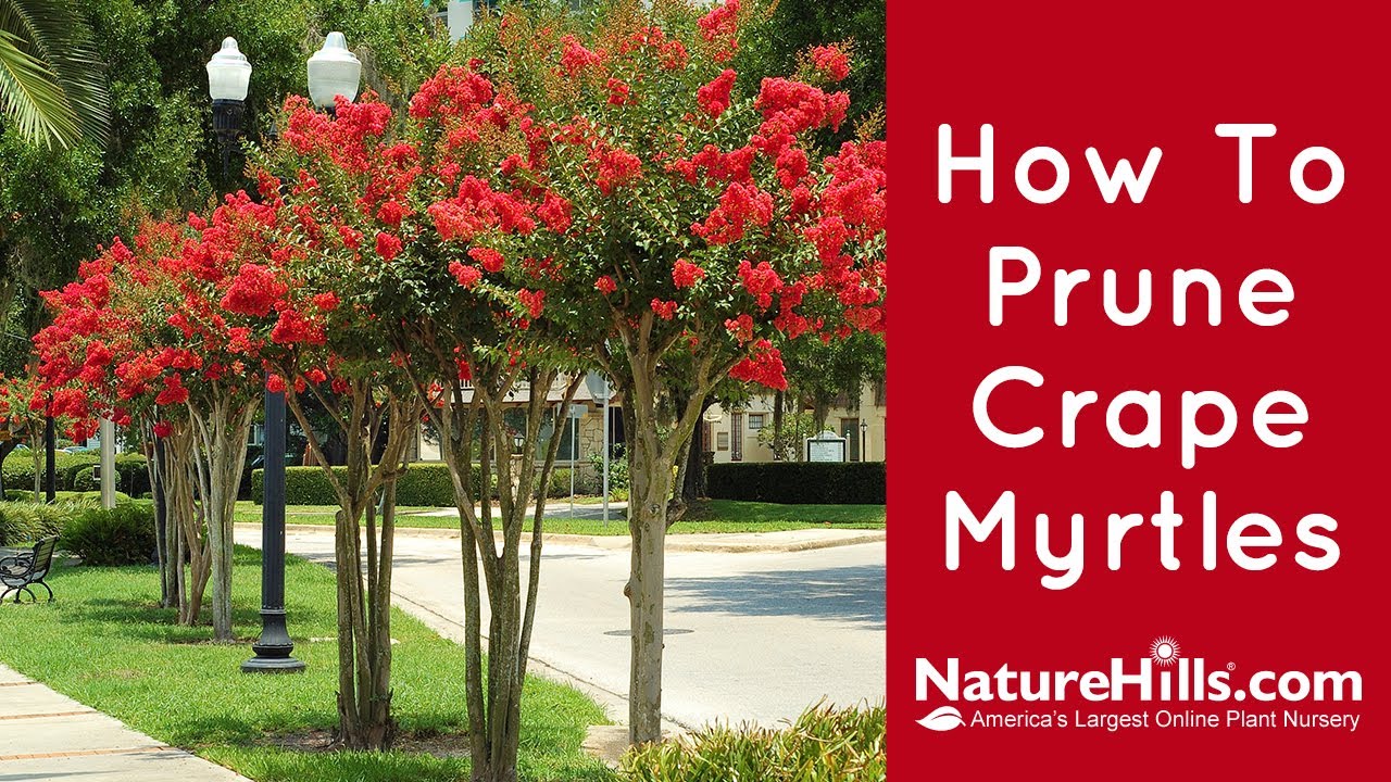 How To Prune Crape Myrtles Without Murdering Them | NatureHills.com