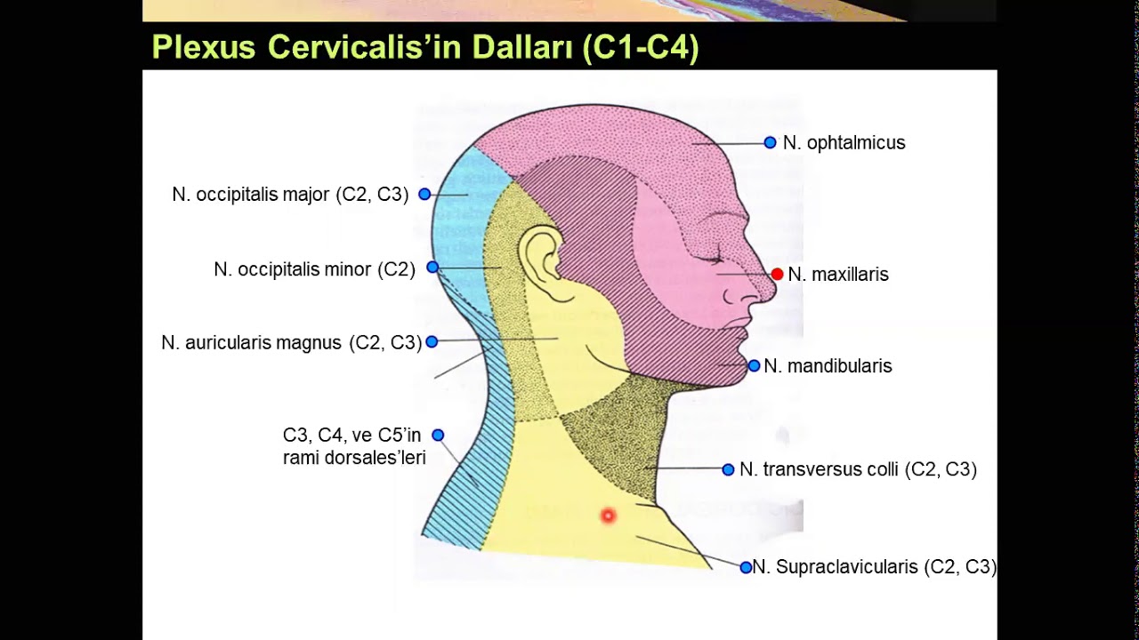 Plexus Cervicalis Yüksel AYDAR