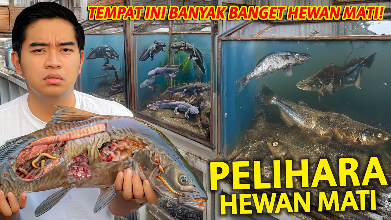ANEH BANGET PELIHARA HEWAN M4T1? SIDAK TOKO IKAN PALING GAK MASUK AKAL! ALGHI AQUATIC!