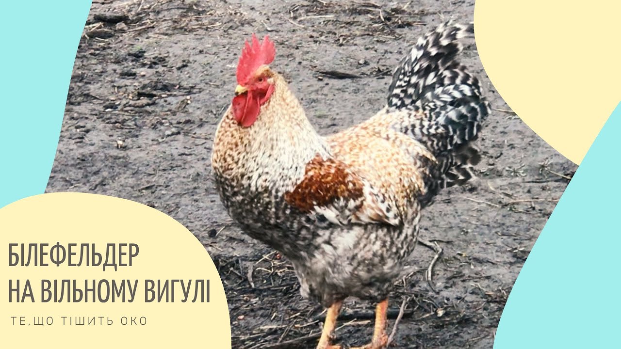 * НАС ПОКИНУЛИ БІЛЕФЕЛЬДЕР?  БУДЕМО ПРОЩАТИСЬ? НАЙКРАЩІ УМОВИ УТРИМАНЯ. РЕЗУЛЬТАТ ВІЛЬНОГО ВИГУЛУ *