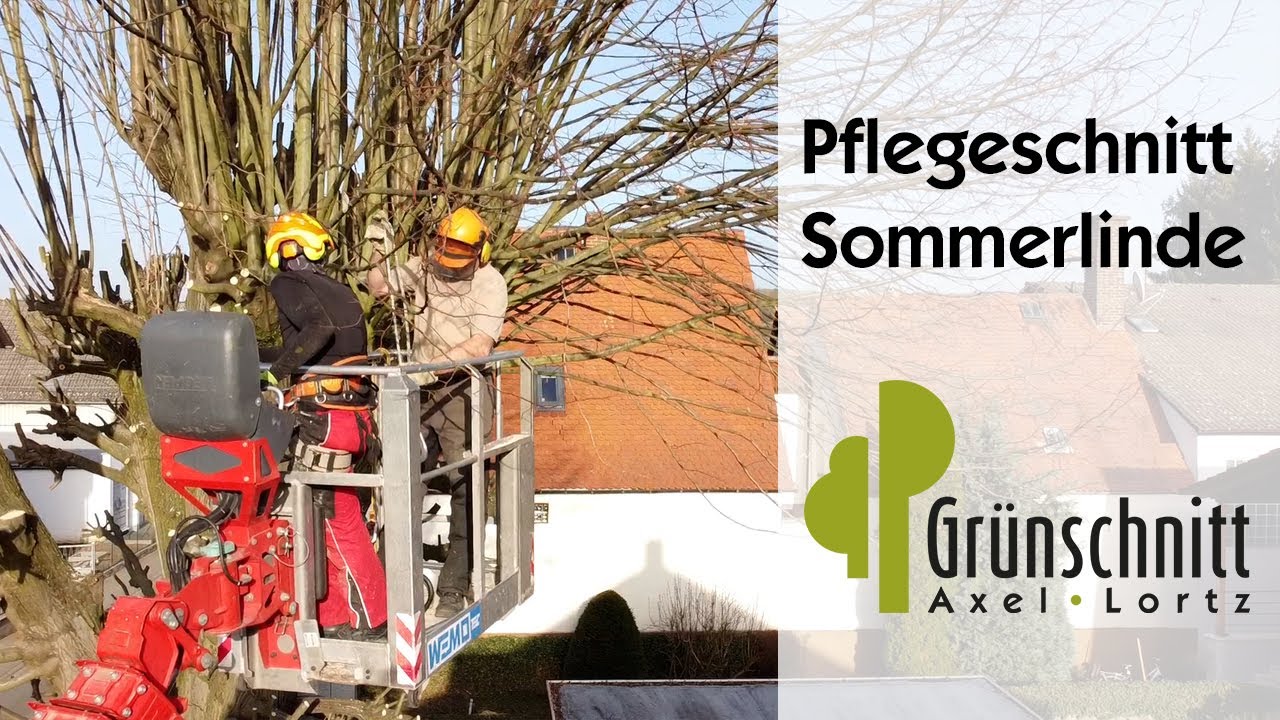 Pflegeschnitt Sommerlinde, Groß-Bieberau