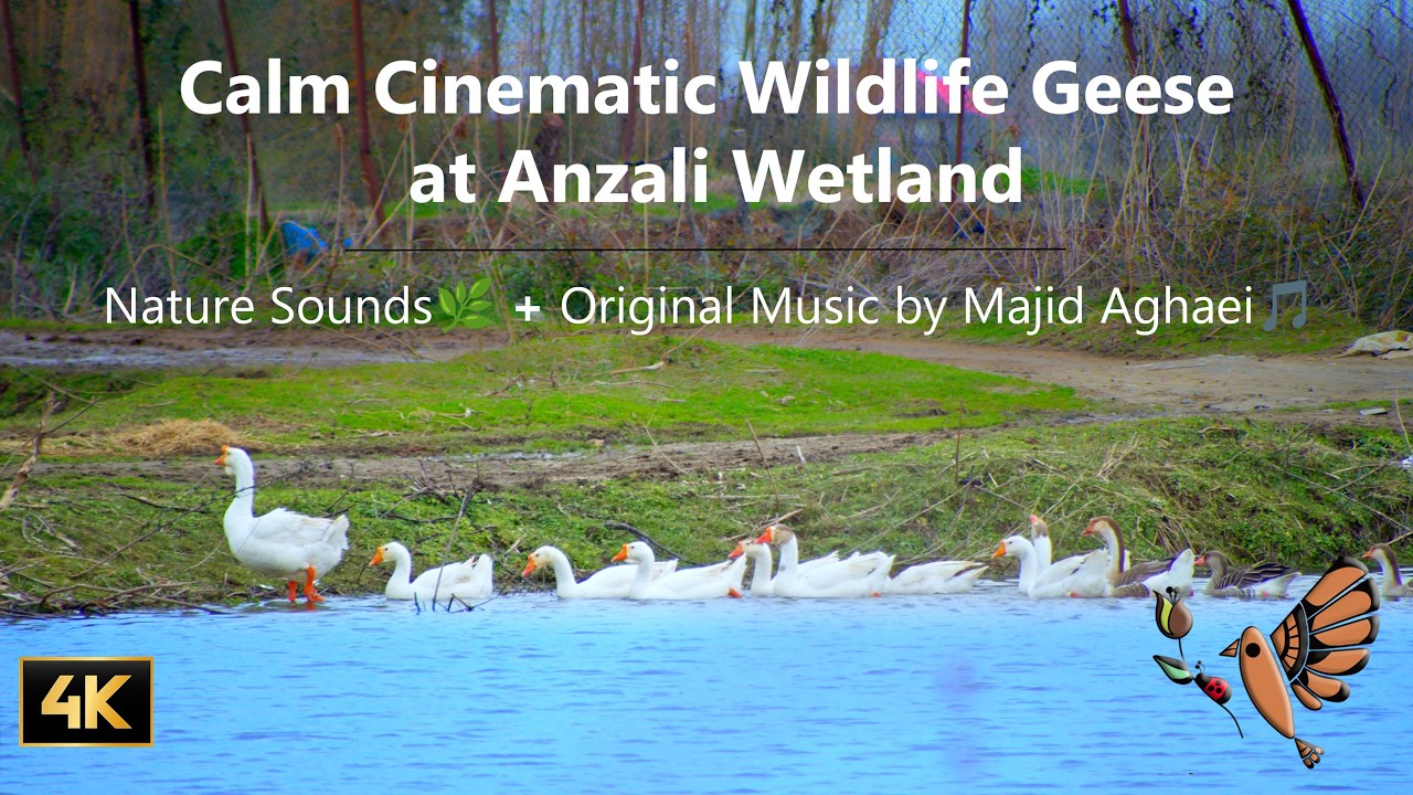 Relaxing #Nature Sounds  Geese at Anzali Wetland Calm Cinematic 4k #Wildlife
