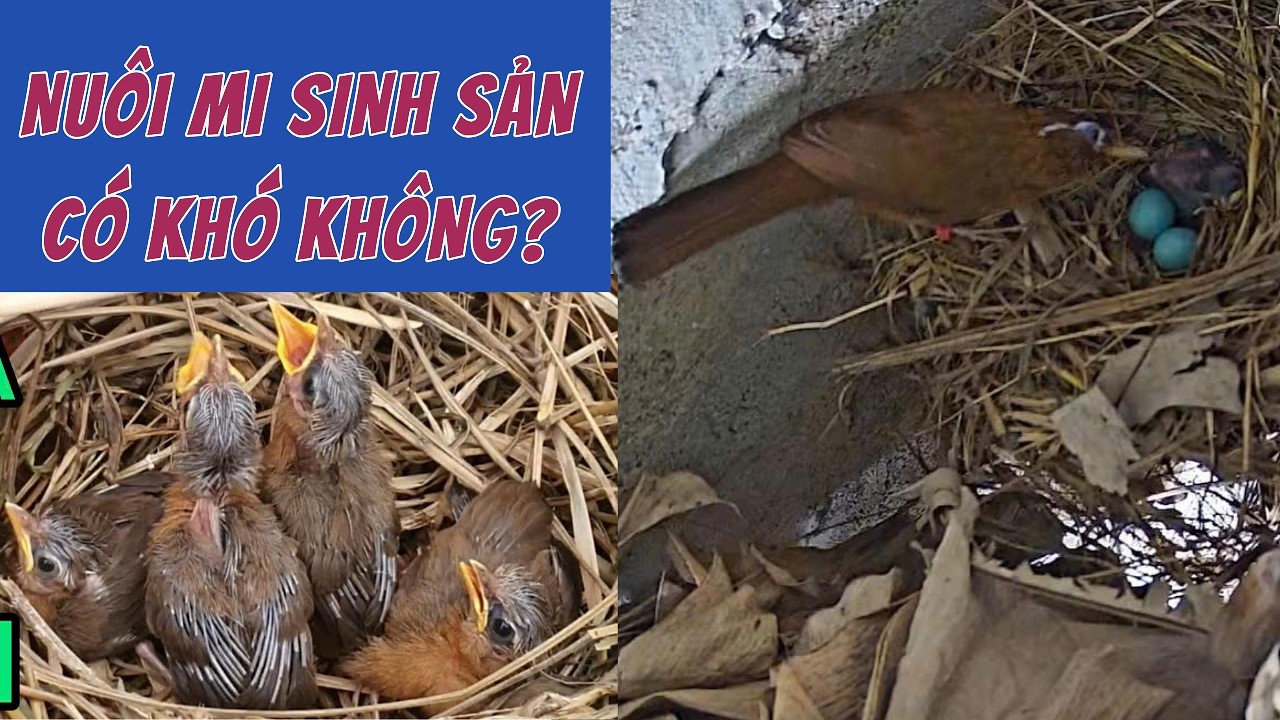NUÔI CHIM HOẠ MI SINH SẢN CÓ KHÓ KHÔNG? ( GHÉP HOẠ MI ĐẺ CÓ KHÓ KHÔNG? )... #0374961666 #LYHAICHIM