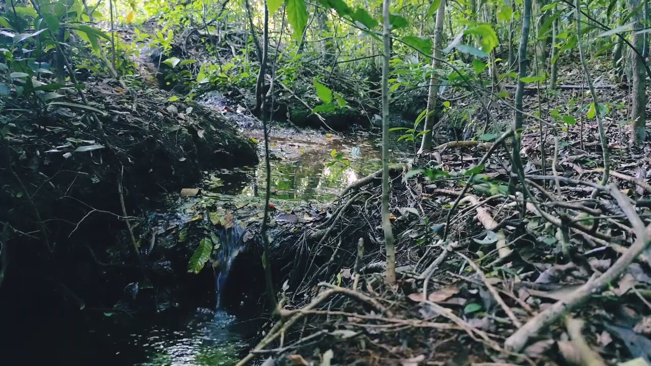 RELAXAR COM SONS DA NATUREZA. Pássaros CANTANDO