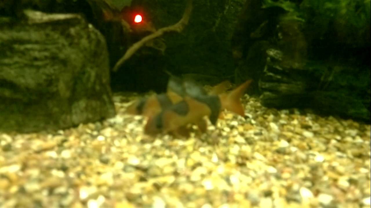 Praktbotia krangler