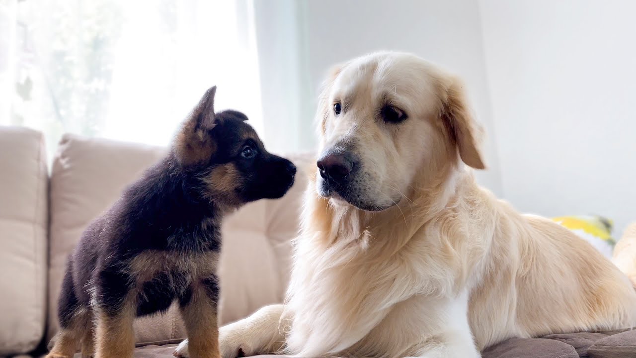 My Golden Retriever Meets New Puppies at Home for the First Time [COMPILATION]