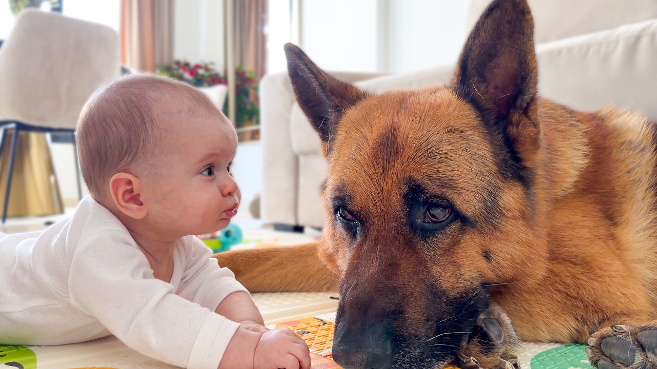 Baby Can’t Stop Touching the German Shepherd