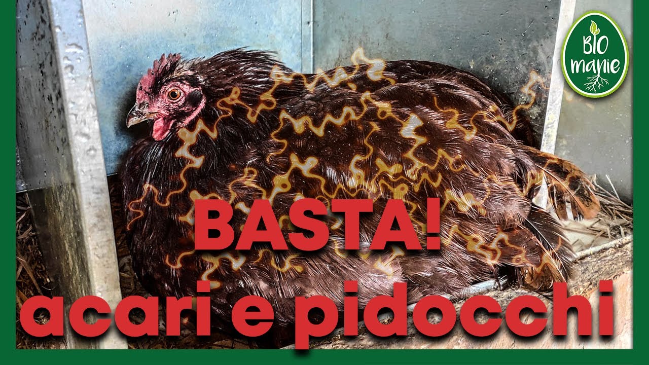 Come ELIMINARE PIDOCCHI e ACARI dal pollaio