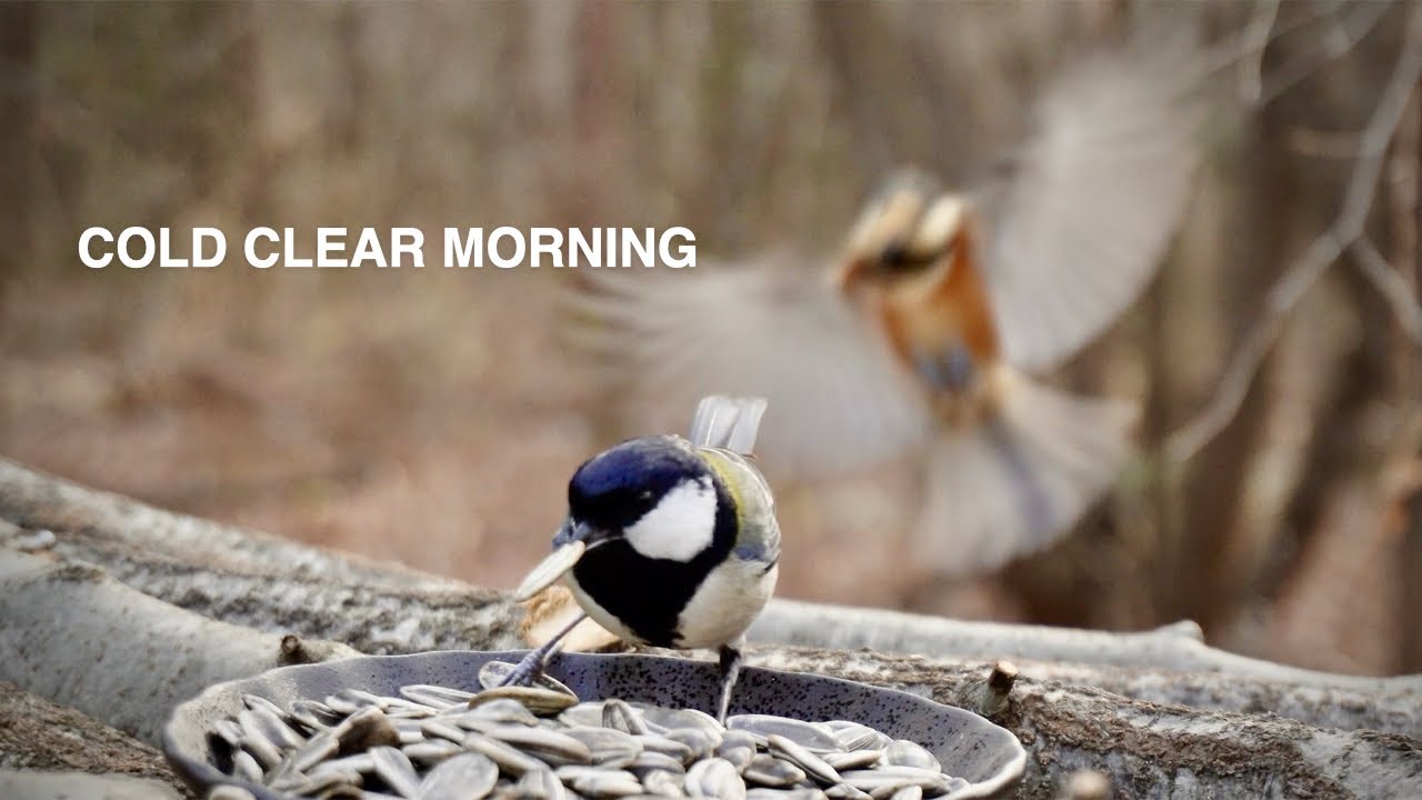 Cold Clear Morning at the Bird Feeder | Started at 8 AM, -4°C / 24.8°F