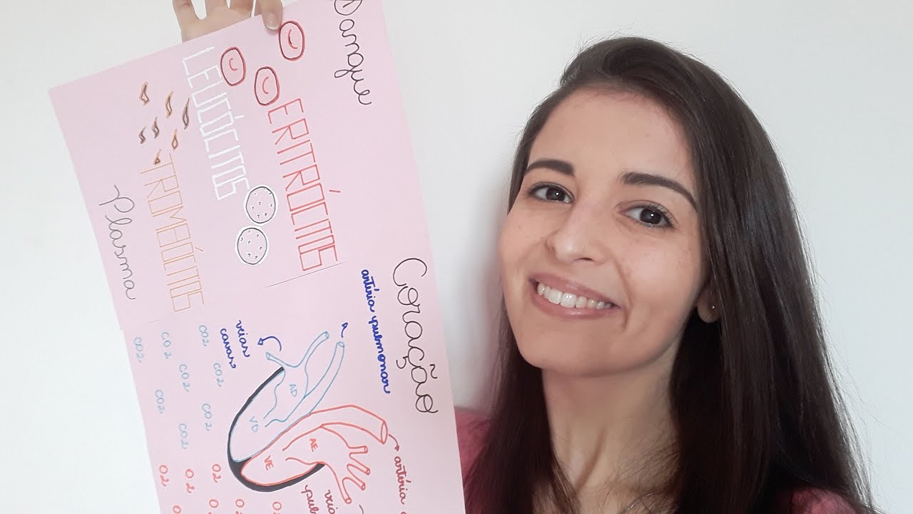 O Sistema Circulatório