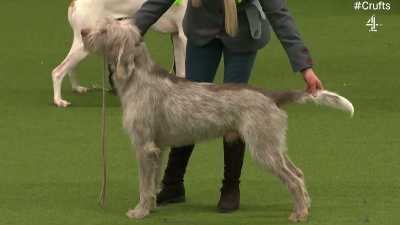 AV Imported Breed Register Winners, Crufts 2023
