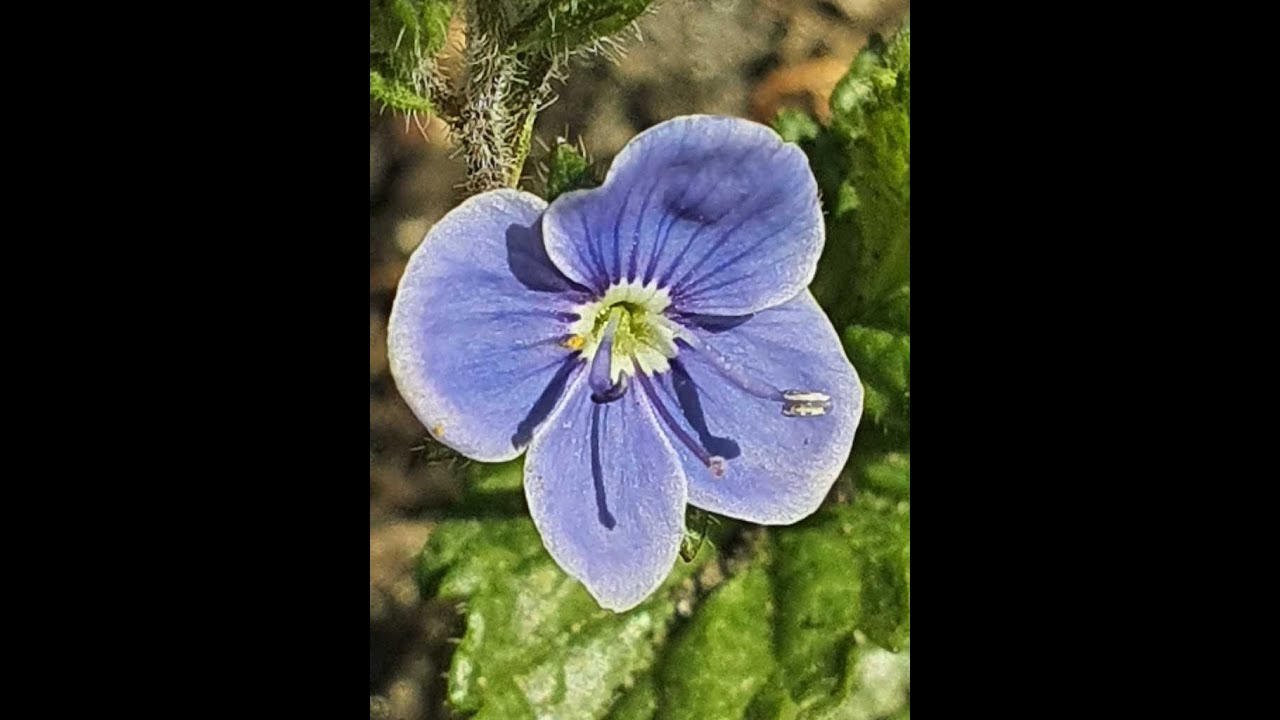 Einheimische Kr&auml;uter - Gamander Ehrenpreis by Arche Denys