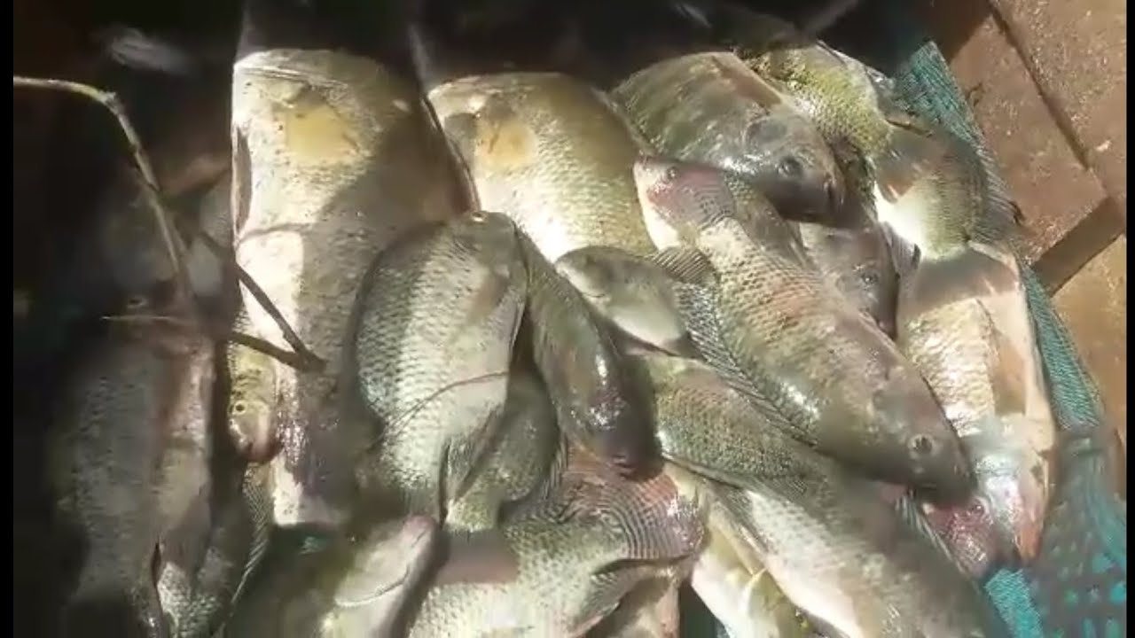 صيد طعم ظفر فى نيل المنصورة مع وصف الدور  والمكان 👍🎣
