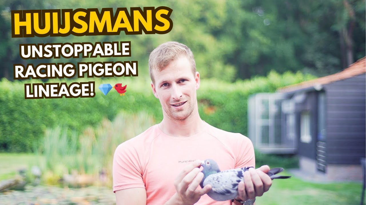 Maarten Huijsmans: The Legacy of a Middle-Distance Champion & His Top Racing Pigeons