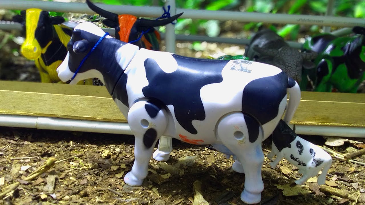 PROSES PERTOLONGAN SAPI LIMOSIN KESULITAN MELAHIRKAN | SAPI JOGET, SAPI MOO, SAPI LUCU, SAPI KARTUN