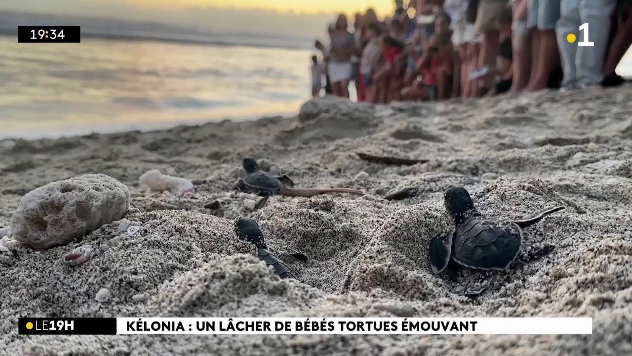 Ce lundi soir, ces bébés tortues nées à Kélonia ont rejoint la mer pour y poursuivre leur vie.