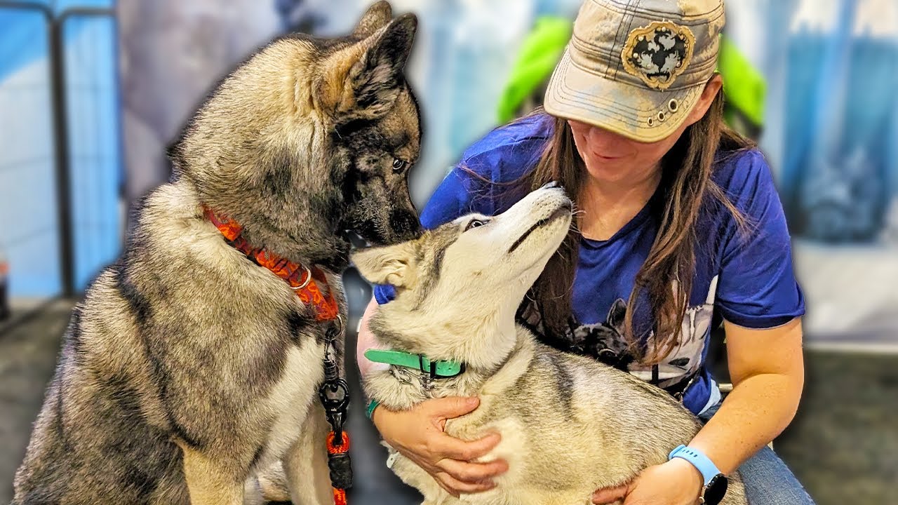 Does My Husky Get Jealous Of Other Dogs? Find Out!