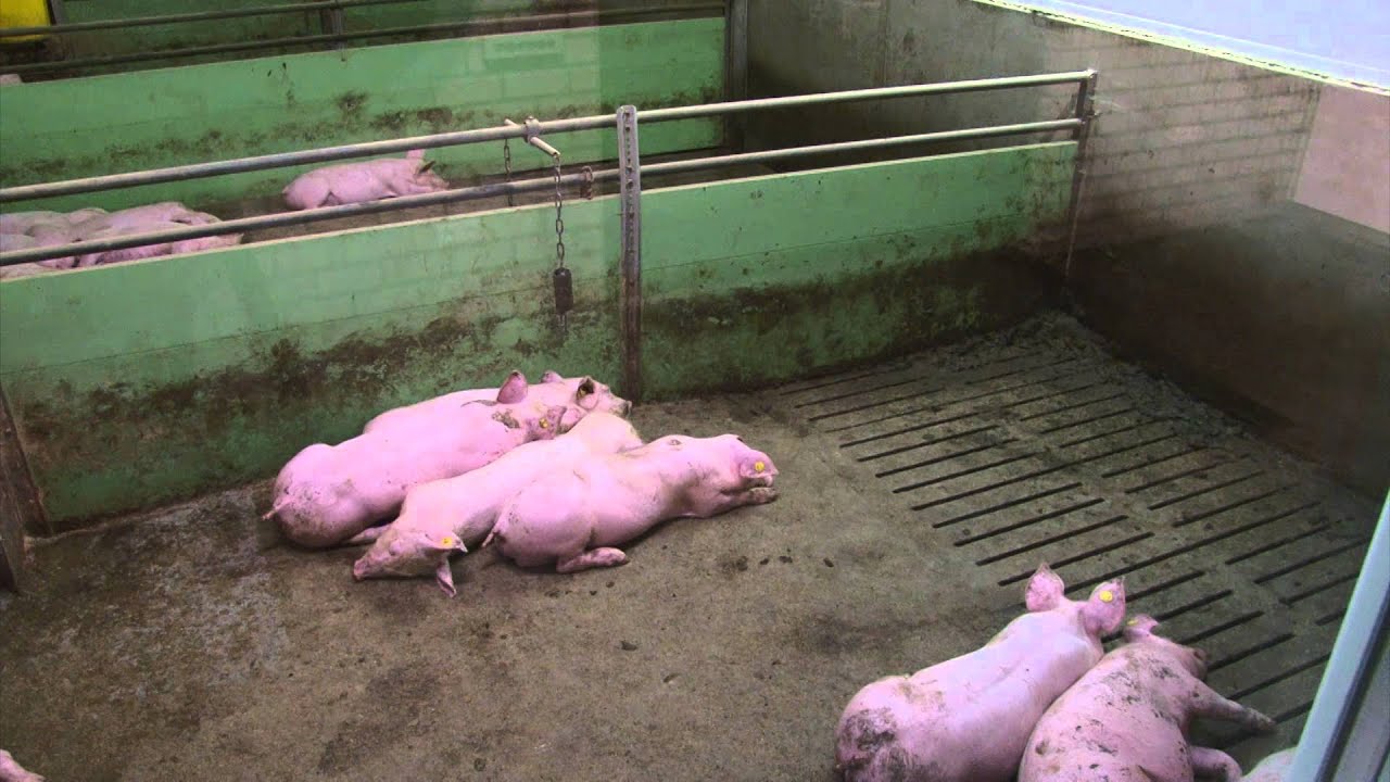 Hy-Care stal voor vleesvarkens