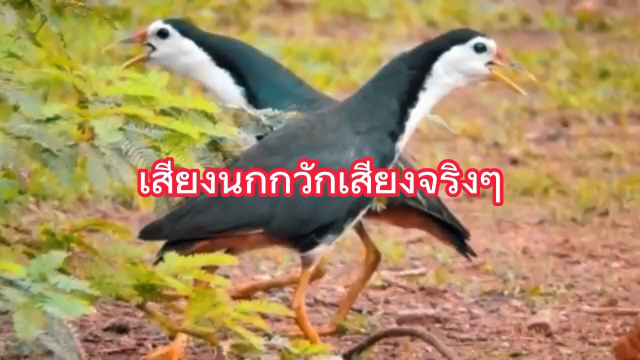 เสียงนกกวักเสียงจริงๆนุ๊กควัก7มีนาคม2023
