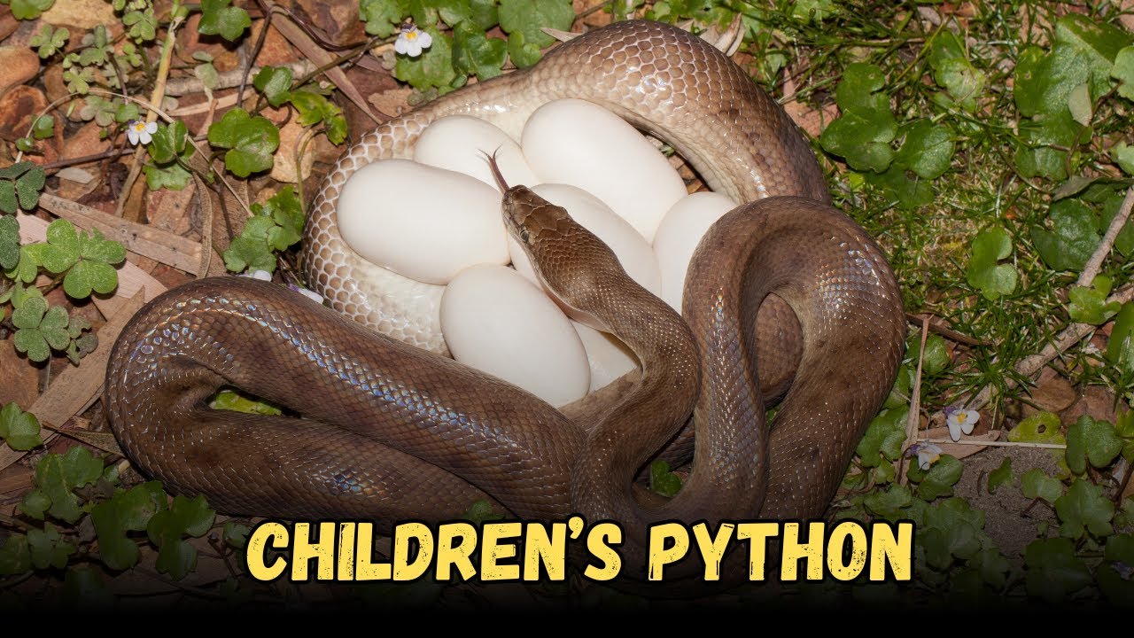 Children&rsquo;s Python is the best Friendly Pet Snakes Buying Cost, Diet, Care Sheet Guide for Beginners