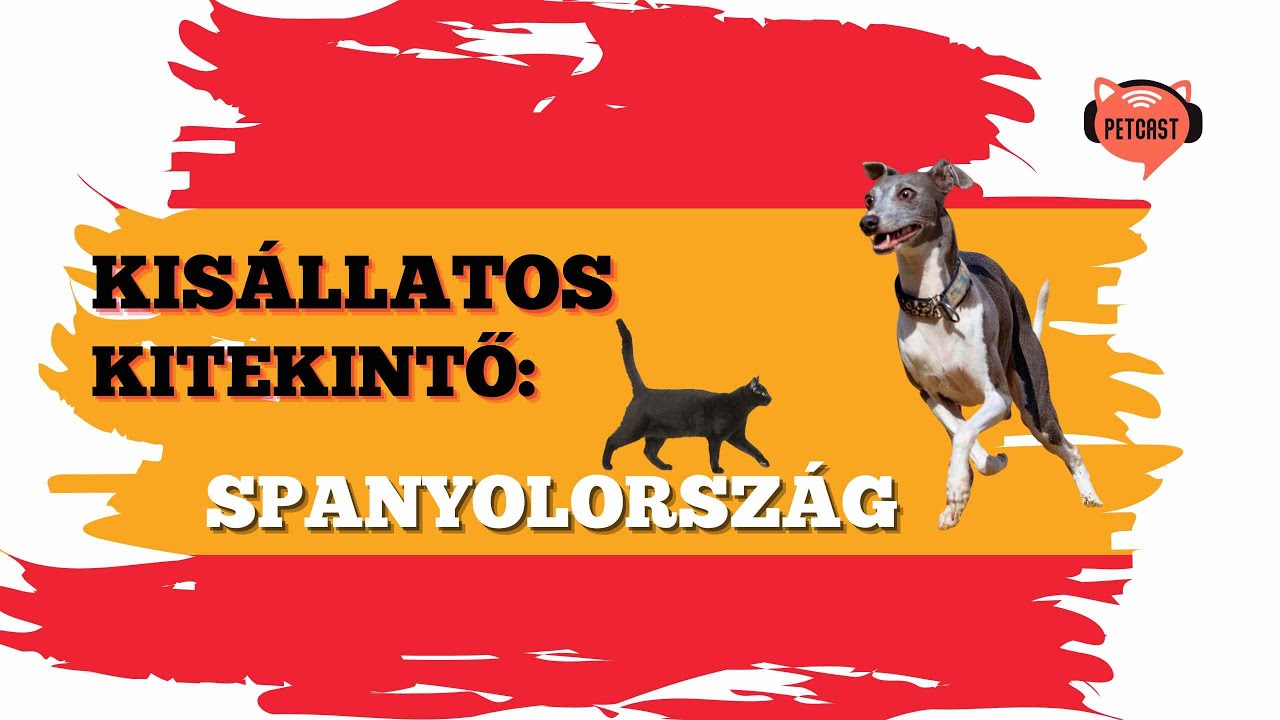Kisállattal Spanyolországban – Utazási és költözési tippek kutyával és cicával