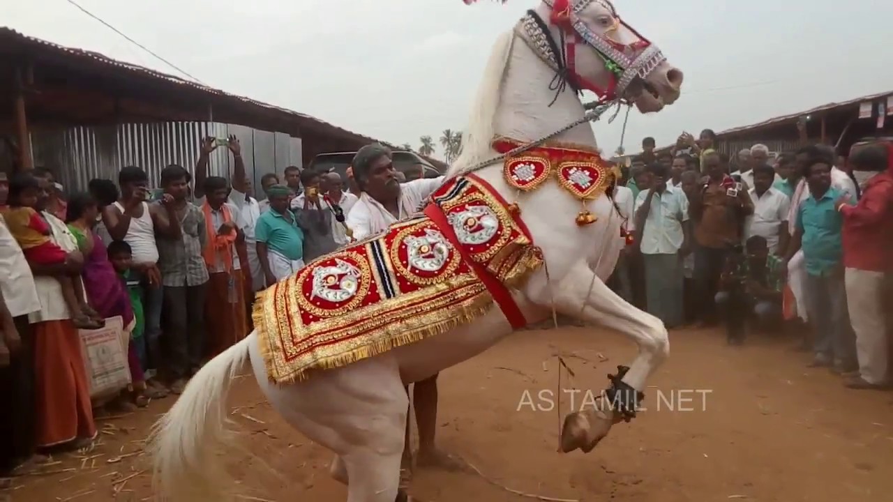 Anthiyur Market Horse Dance very Beautiful 2017 Erode