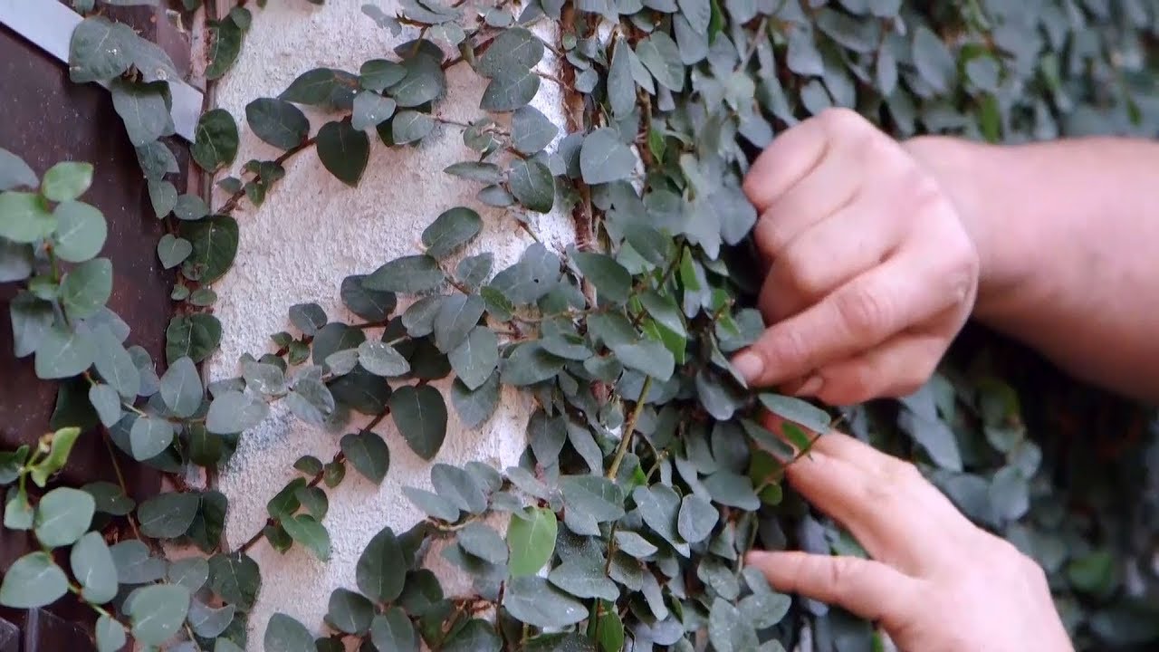 Ficus pumila o ficus trepador - Bricomanía - Jardinatis