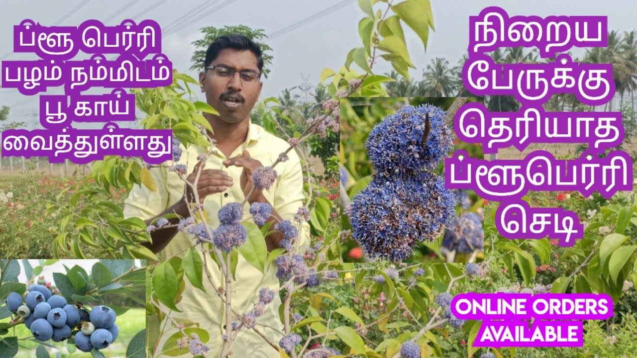 INDIAN BLUEBERRY 🫐 FRUIT PLANT FRUITING START | BLUE BERRY PLANT | ONLINE SALES #blueberry #berry