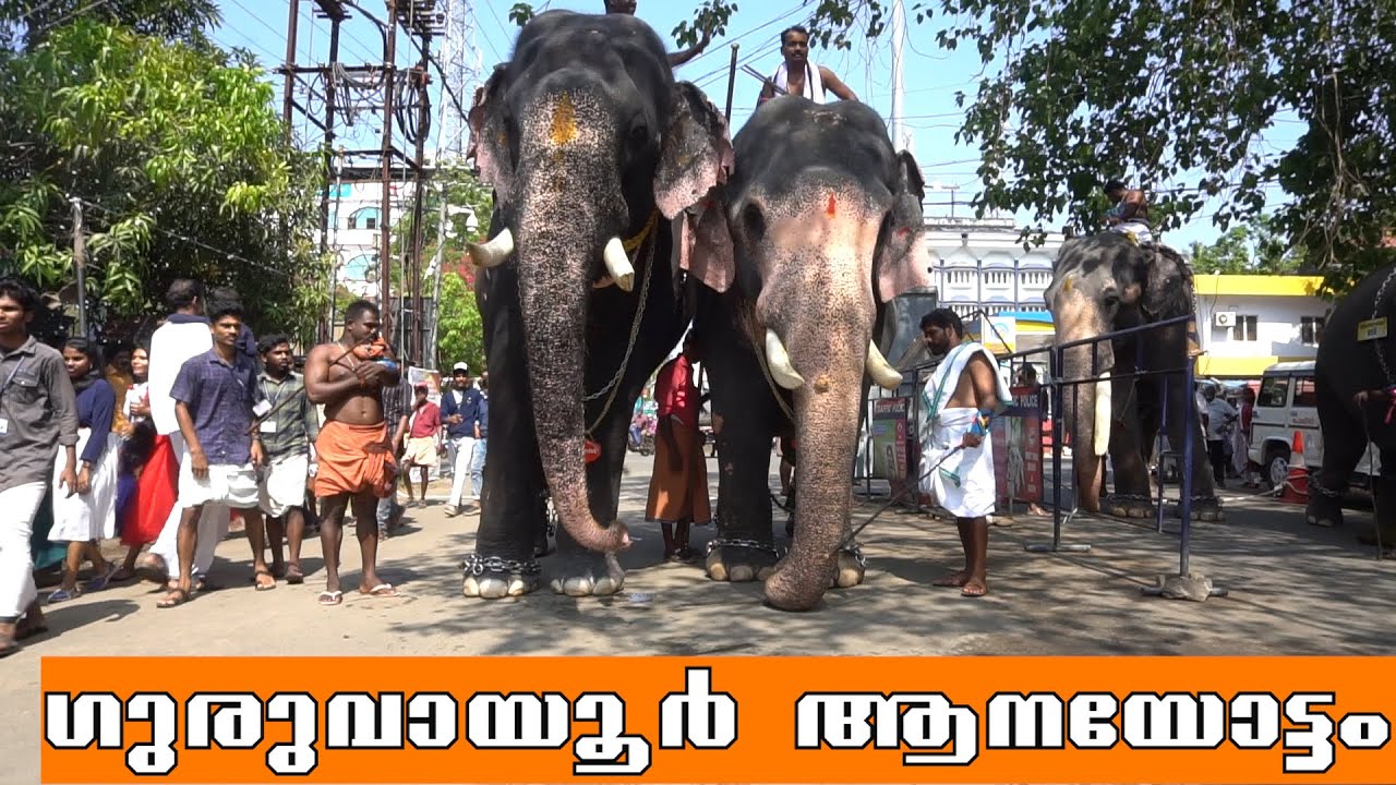 ഗുരുവായൂർ ആനയോട്ടം | Guruvayur Anayottam | Guruvayur Elephant Race
