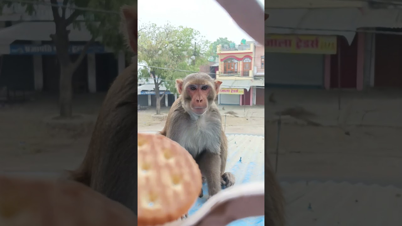 #StreetMonkey