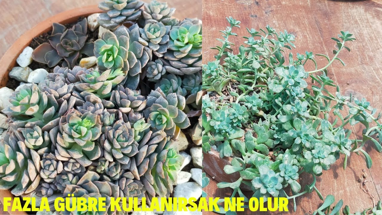 Fazla Gübre Kullanırsak Ne Olur / Echeveria Acaulis Gençleştirme