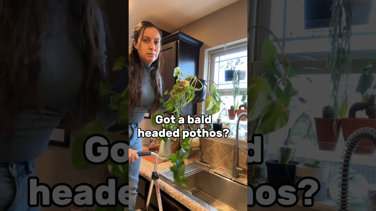 How I fixed my leggy and bald headed pothos #plantcare #planttips #pothosplant