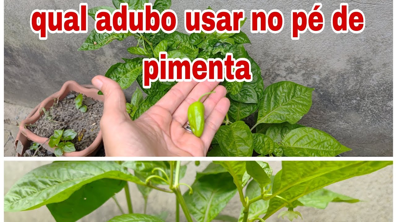 Qual o melhor adubo orgânico pro seu pé de pimenta