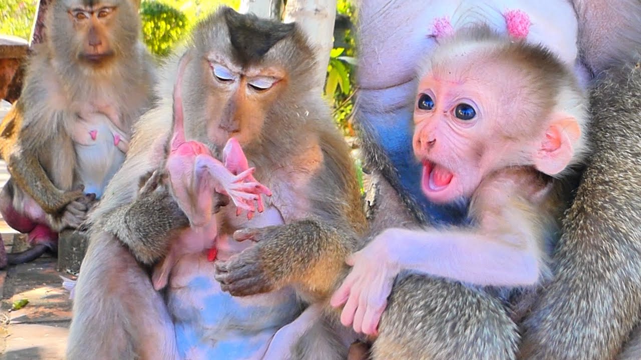 Proud Old Mama Celebrates Her Healthy and Wise New Baby 🐒💛.