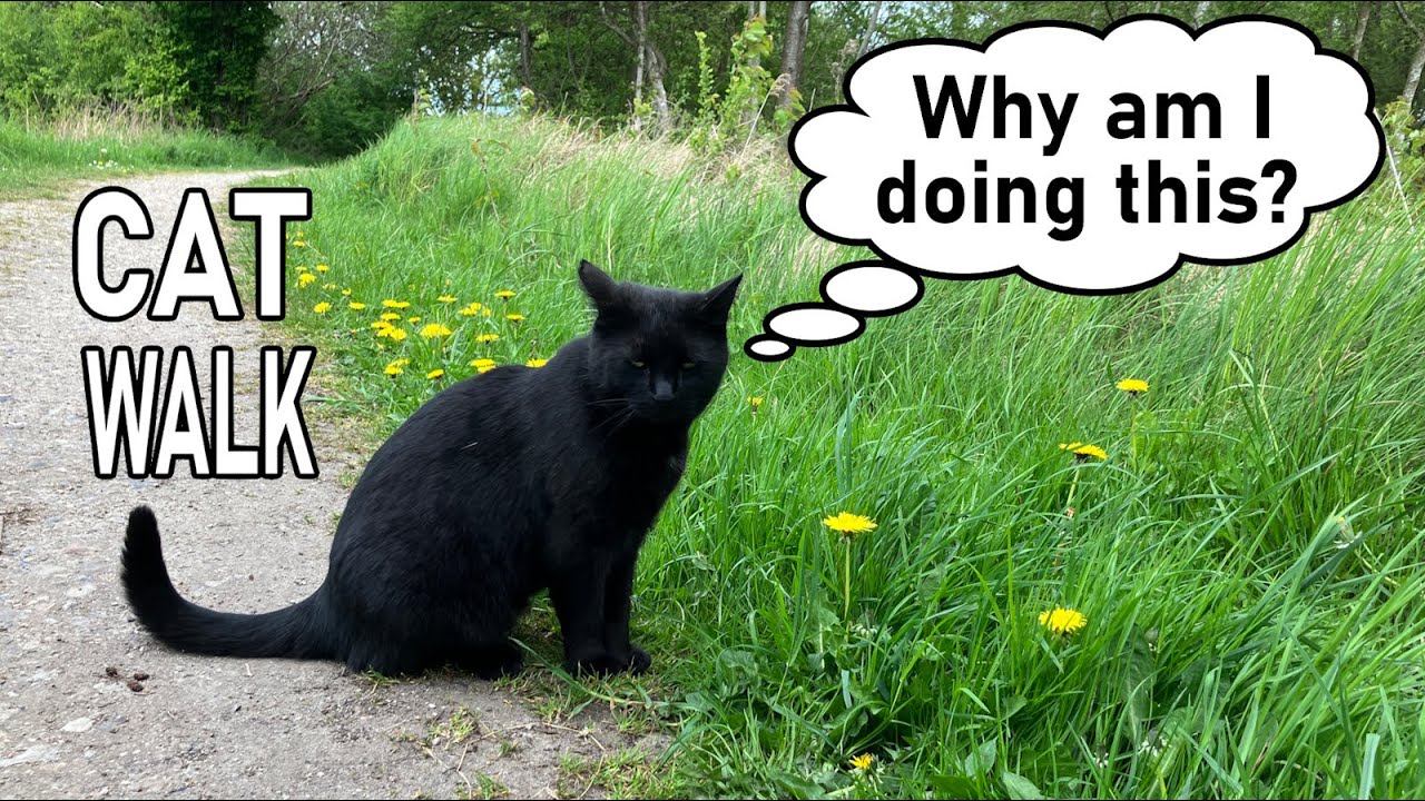 Black cat struggles through a walk to the bench
