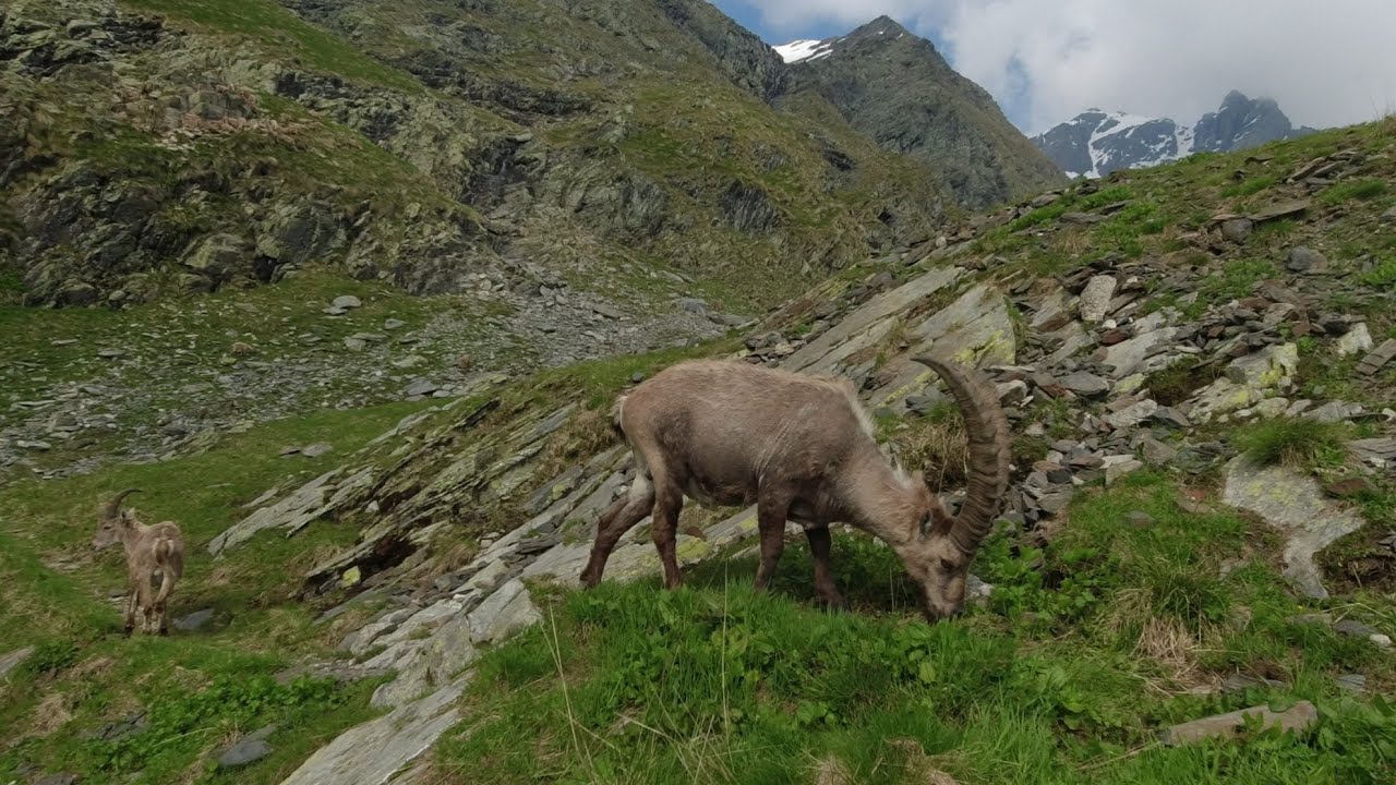 SENTIERO delle OROBIE ORIENTALI - dal Rifugio Fratelli Calvi al Rifugio Antonio Baroni al Brunone
