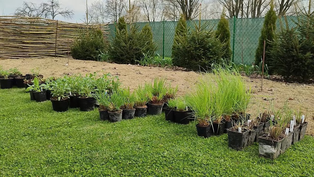 Projekt rabaty ozdobnej. Rabata ozdobna - nareszcie obsadzam najdalszą część ogrodu!!!