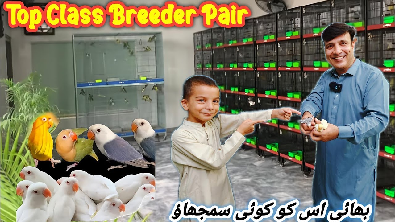 Cheapest Price Top Class Breeder Pair Fawn Java , Albino Red Eyes, Pale Fallow Available @SYEDBIRDS