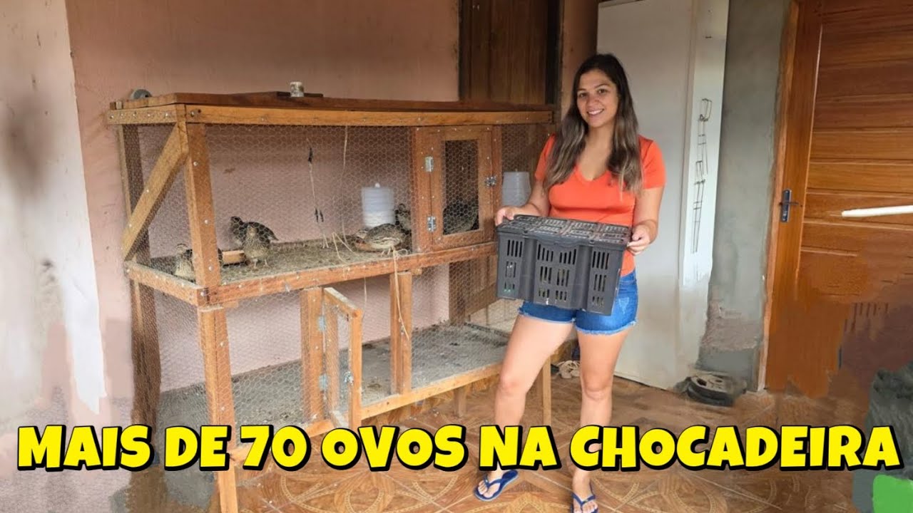 Colocamos mais de 70 ovos na chocadeira – Vamos aumentar nossa criação de codornas