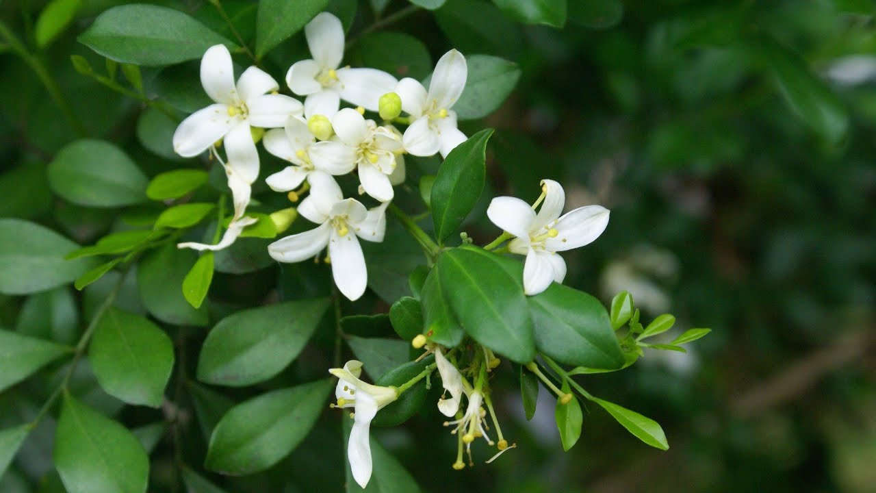 Care of Madhukamini / Kamini / Murraya Paniculata || मधुकामिनी की देखभाल || Fun Gardening