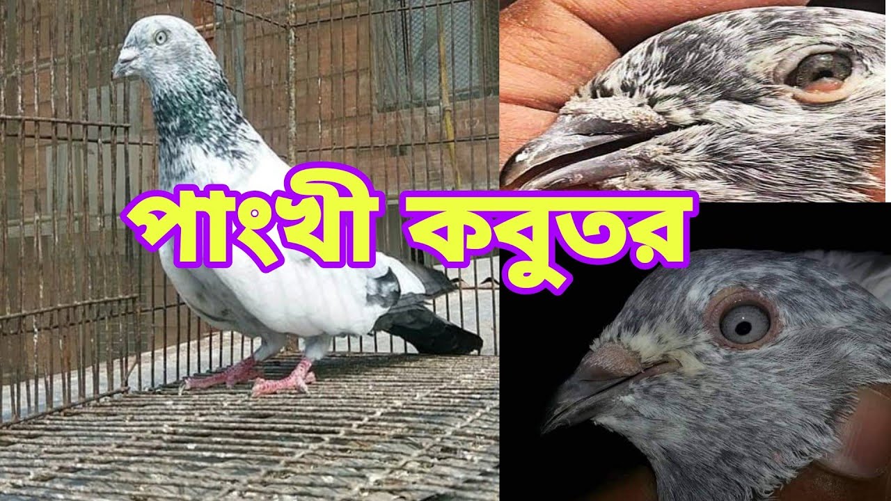 পাংখী কবুতর চেনার সহজ কিছু বৈশিষ্ট্য