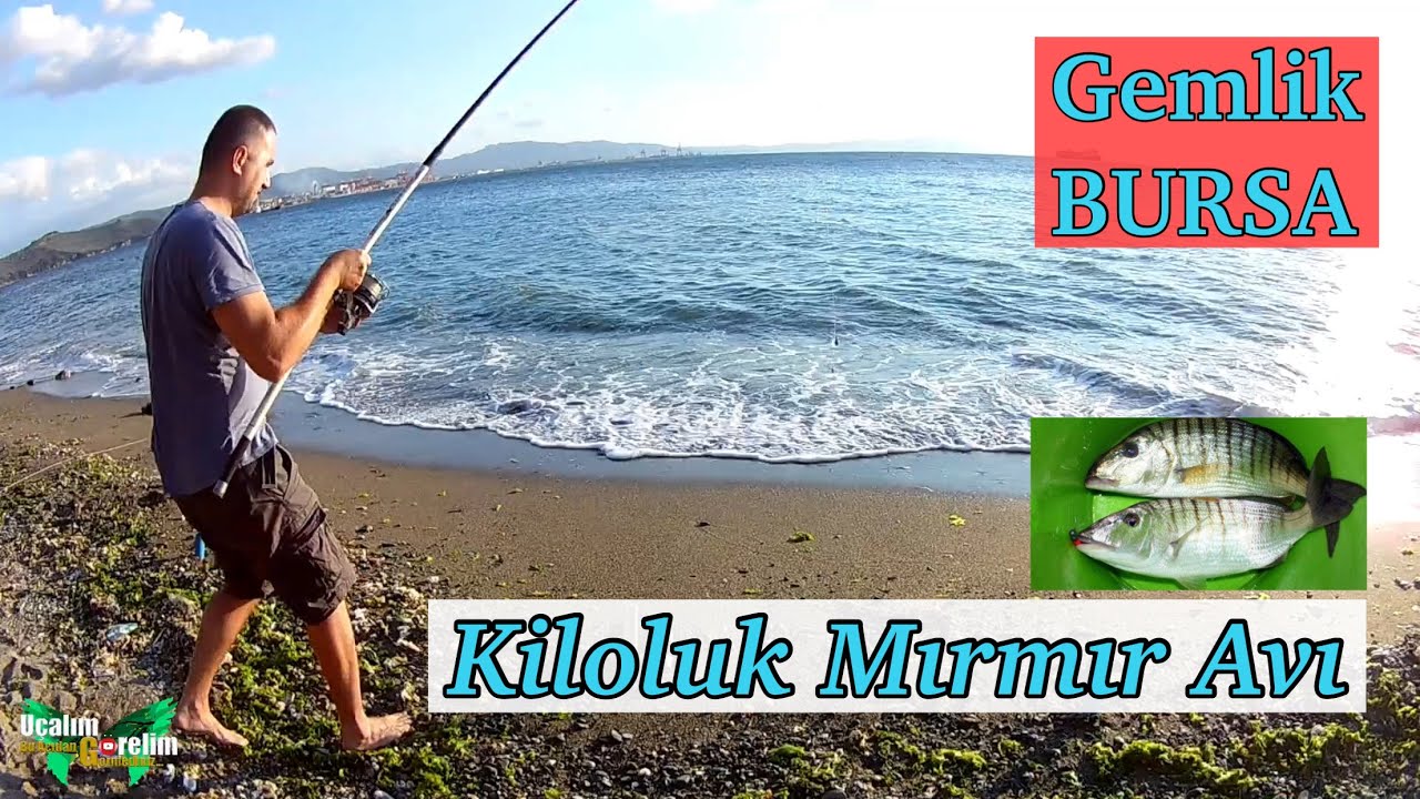 Bursa Gemlik’te keşfedilmemiş koy bulduk. Kıyıdan kiloluk Mırmır nasıl tutulur ? Yem ne takılmalı ?