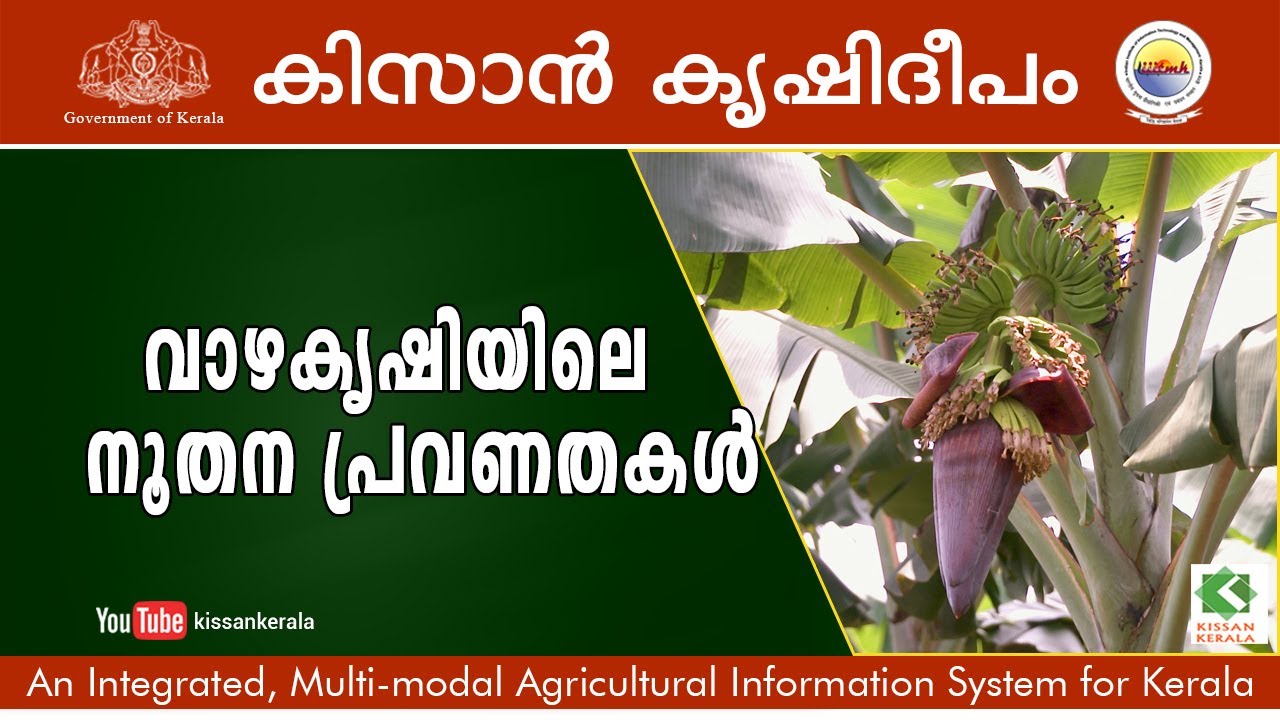 New Trends in Banana Cultivation
