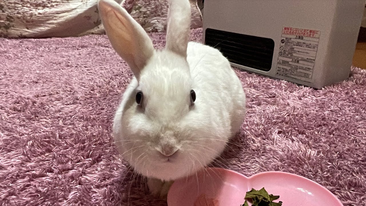さくちゃんはどのおやつが好きー？