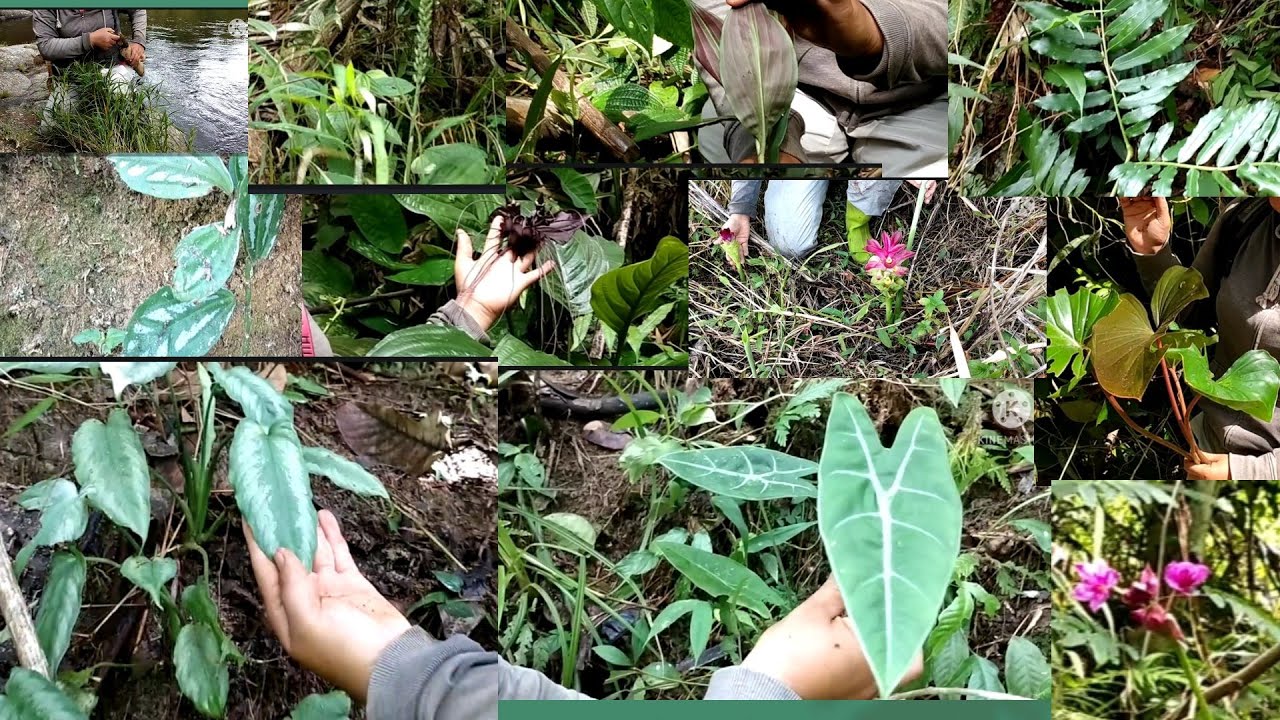 IBU ini NEKAT dan BERANI BERBURU TANAMAN HIAS KEHUTAN part 3